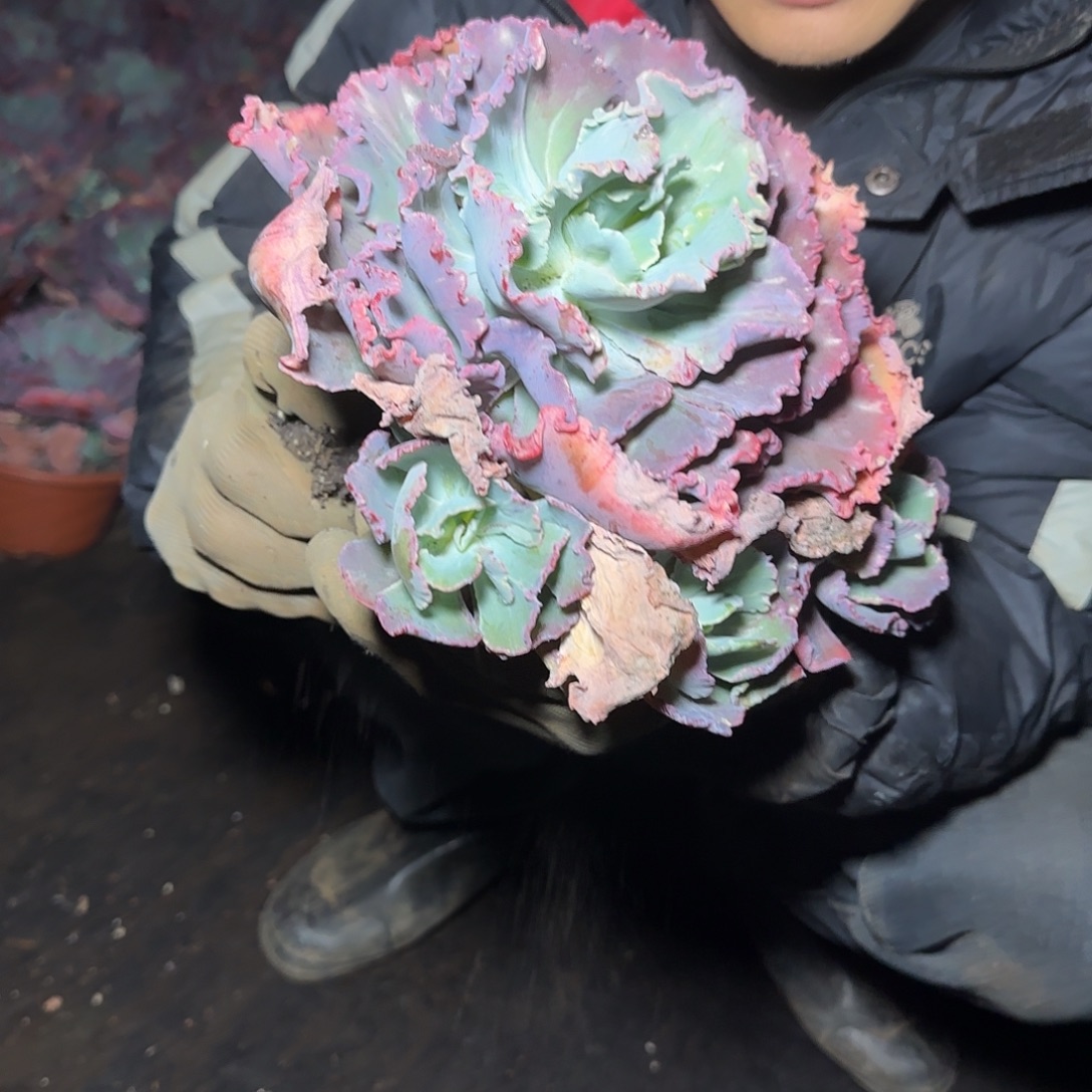 盆栽舞会红裙多肉