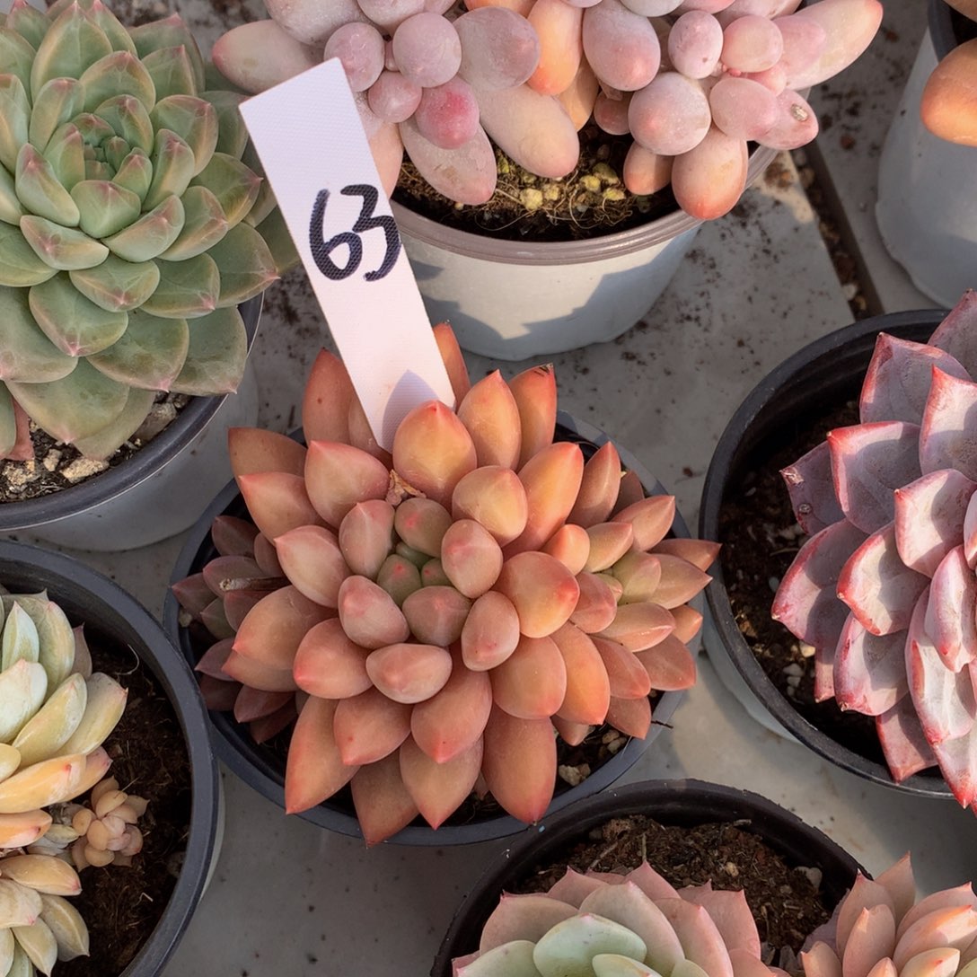 水晶无语6626262622727