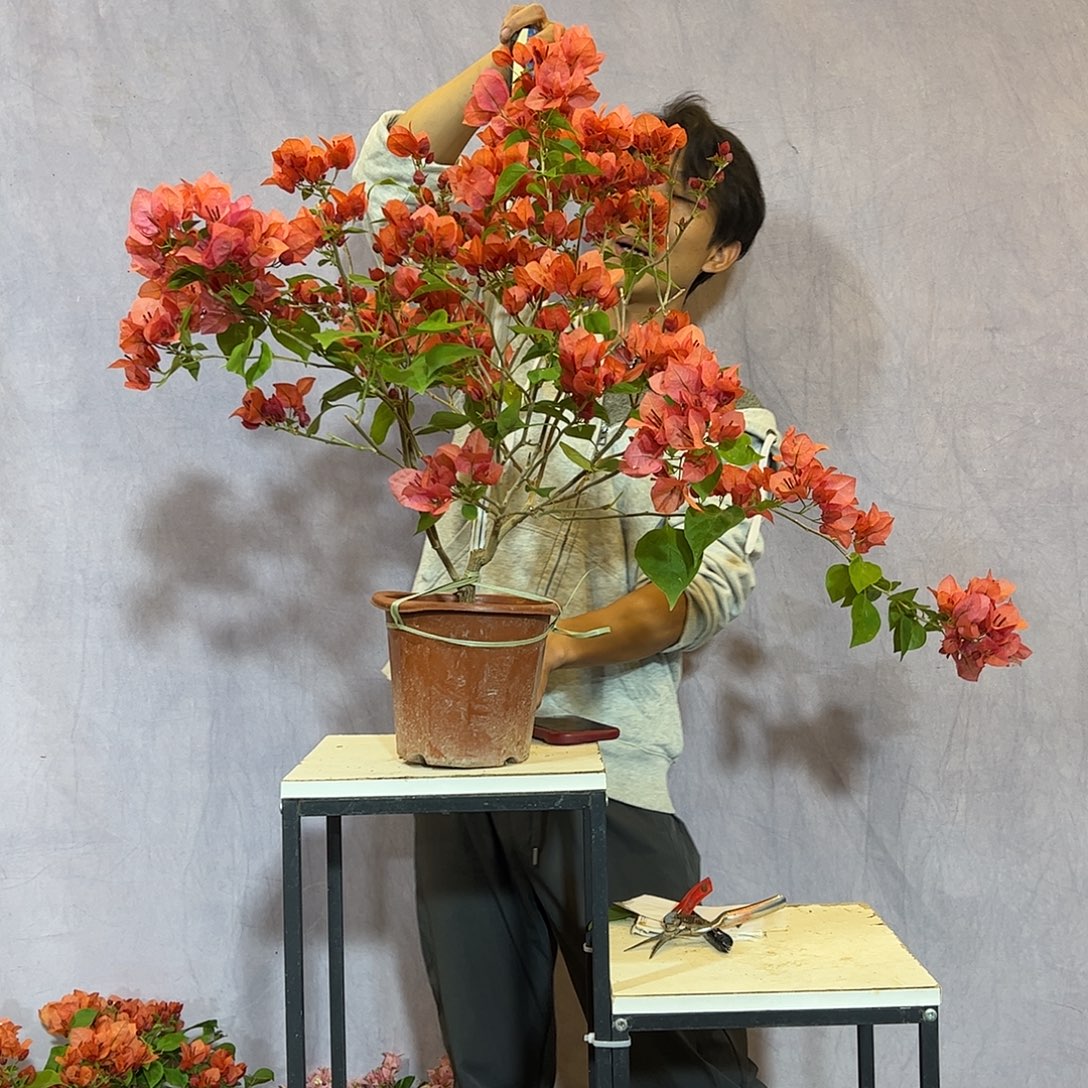 大量花朵（建议范围：8朵-15朵 或40%以上）不甜西瓜