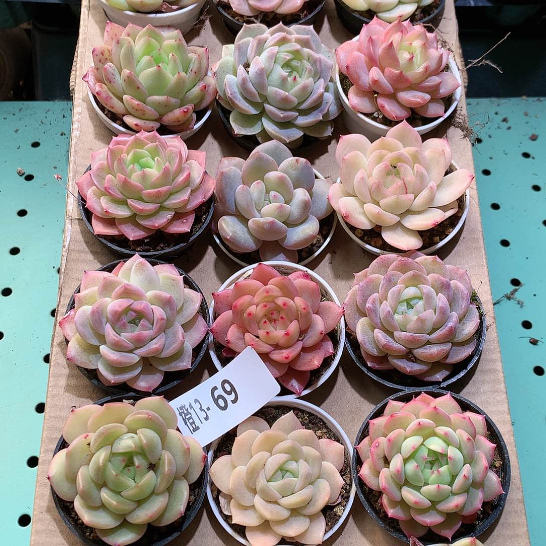 13-69一物一拍带盆18颗。