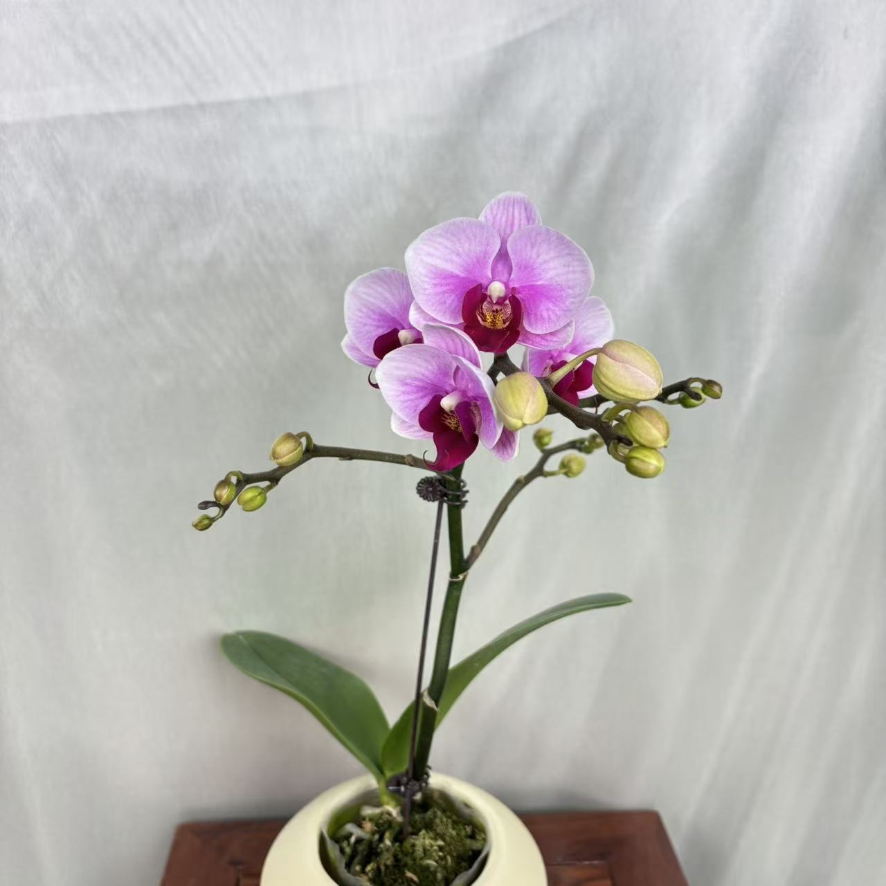 一枝花【宝贝】三支粉红色系蝴蝶兰选美大赛第二名 提高客厅观光值 