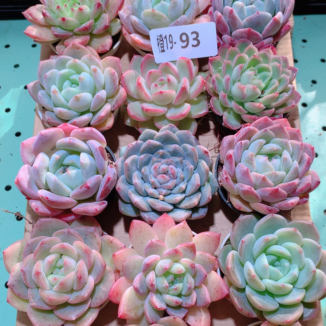 19-93一物一拍多肉带盆18颗