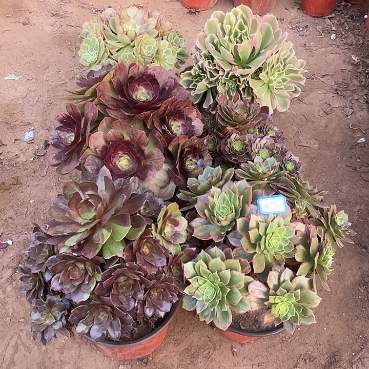 517多肉植物瑕疵特价，