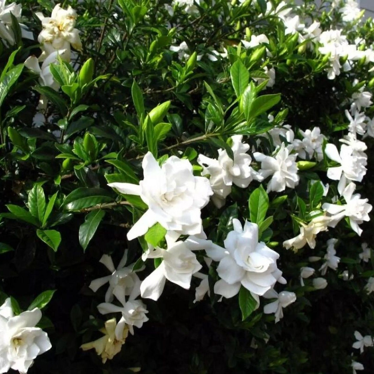 高山香雪栀子花原生老桩阮迪慧