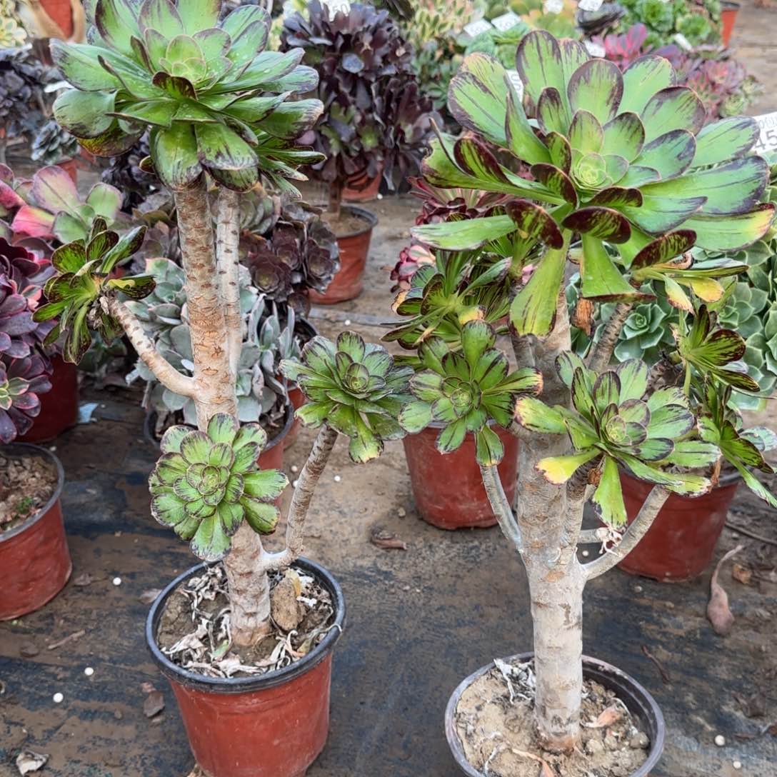 V锦两颗孤品包邮断枝不包