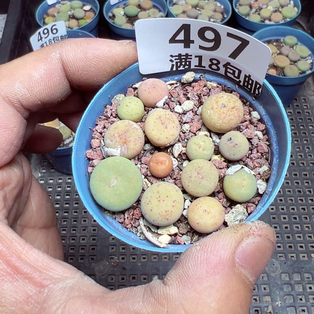 【闪购商品】 497。  