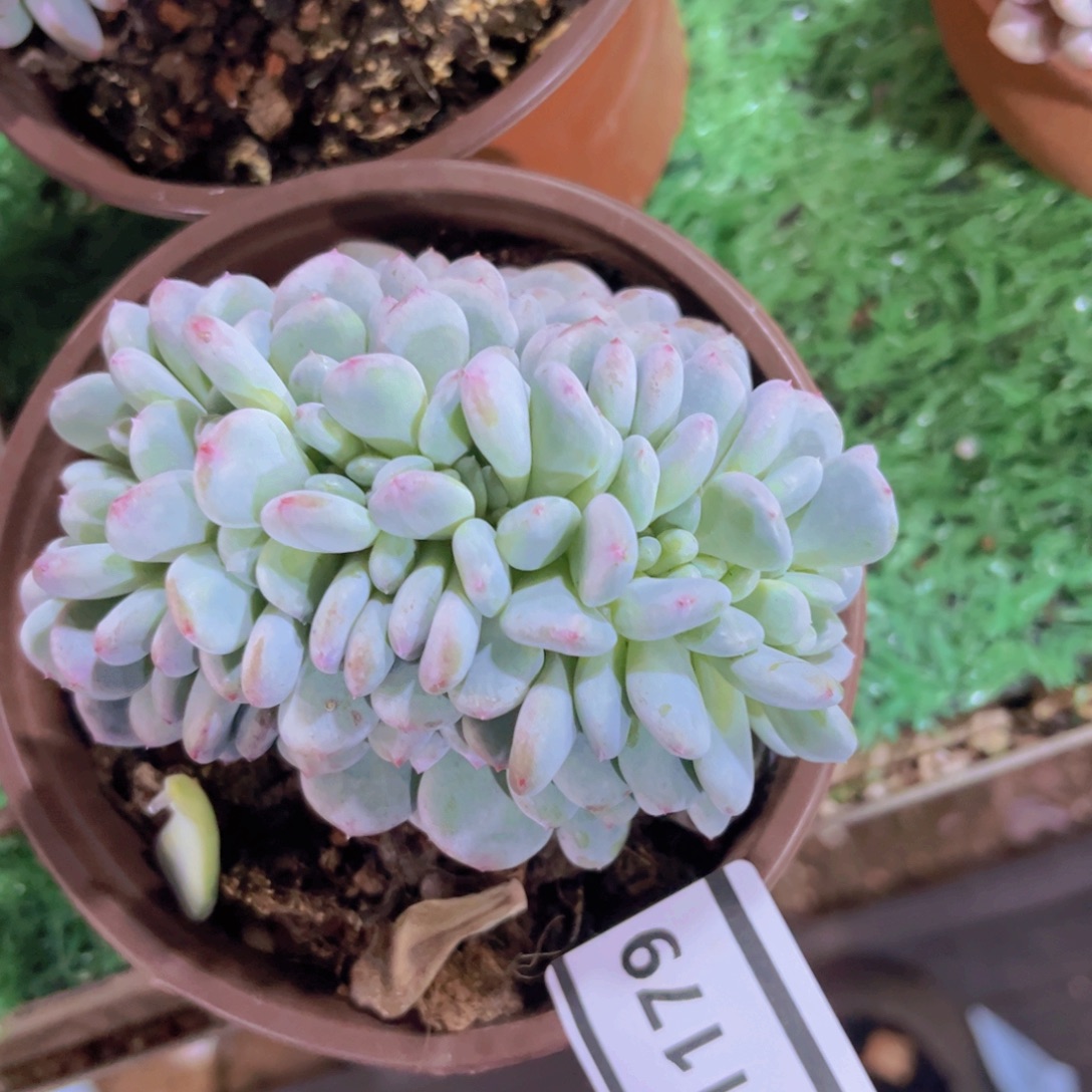 香雪海缀01179多肉植物