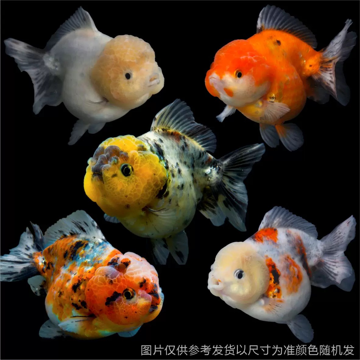 精品冷水观赏鱼熊猫玛丽元宝泰狮金鱼活鱼百褶千褶泰狮