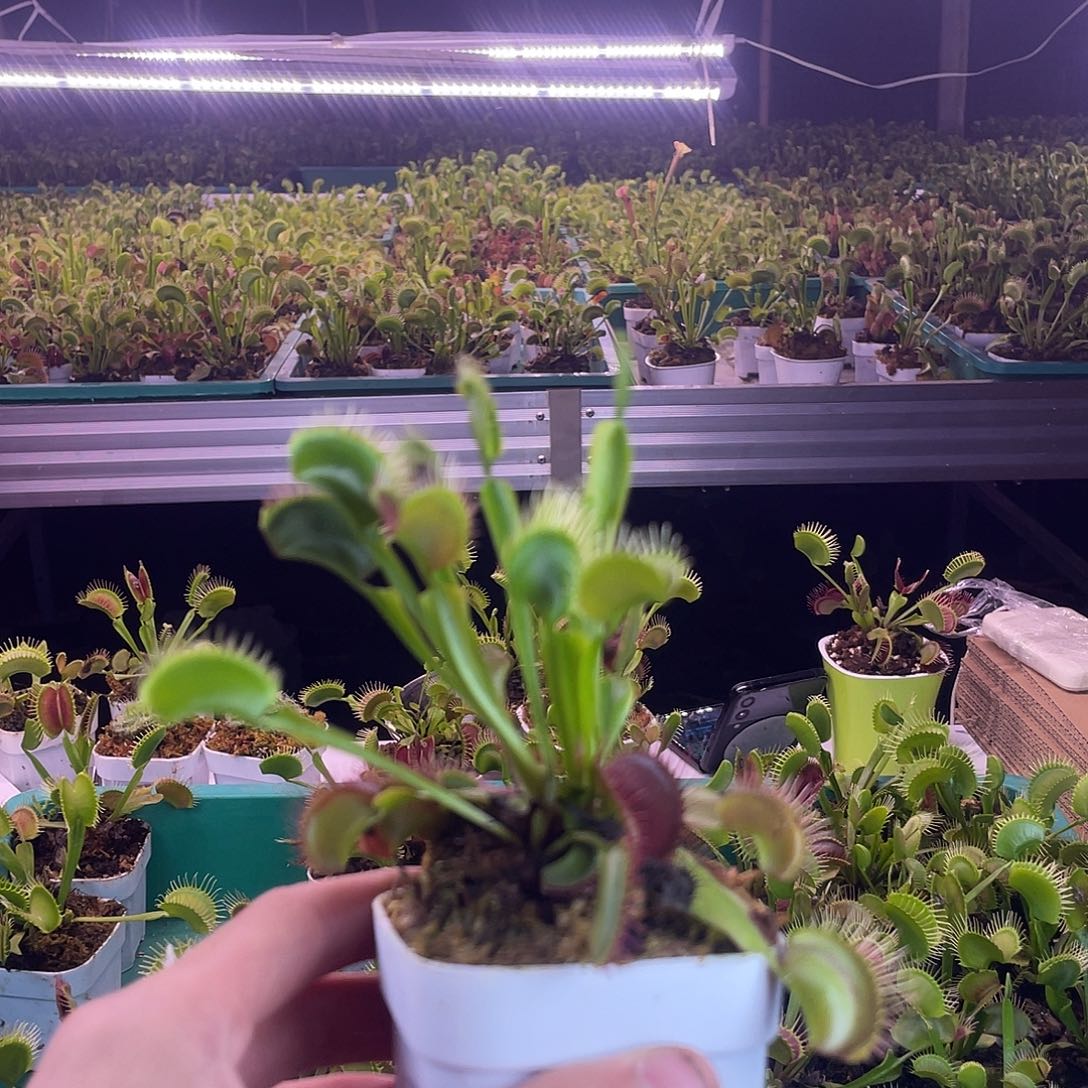 当前无花栽培后可以开花超级福利捕蝇草