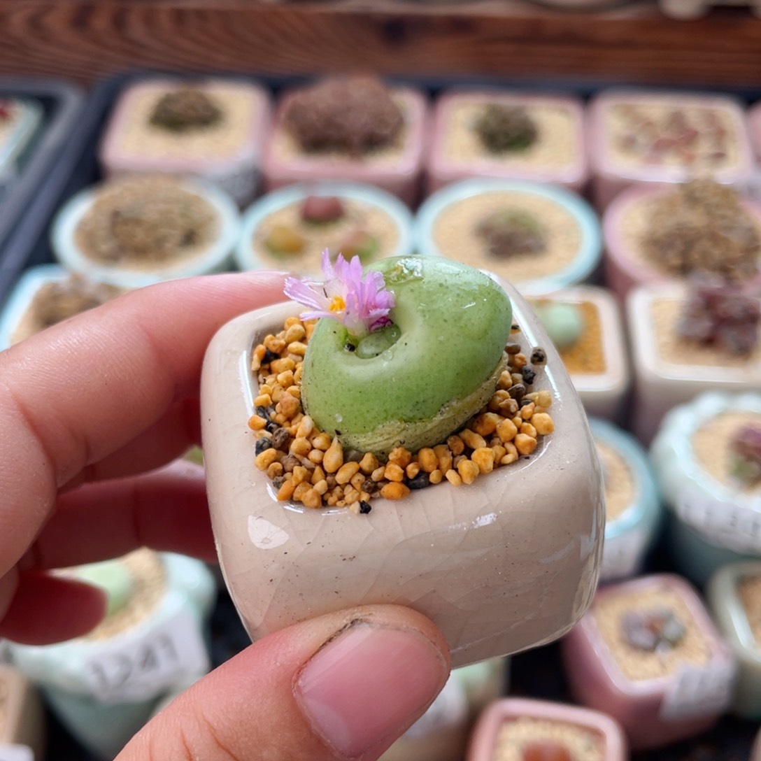 无花朵1252-图一物一拍 带盆福利