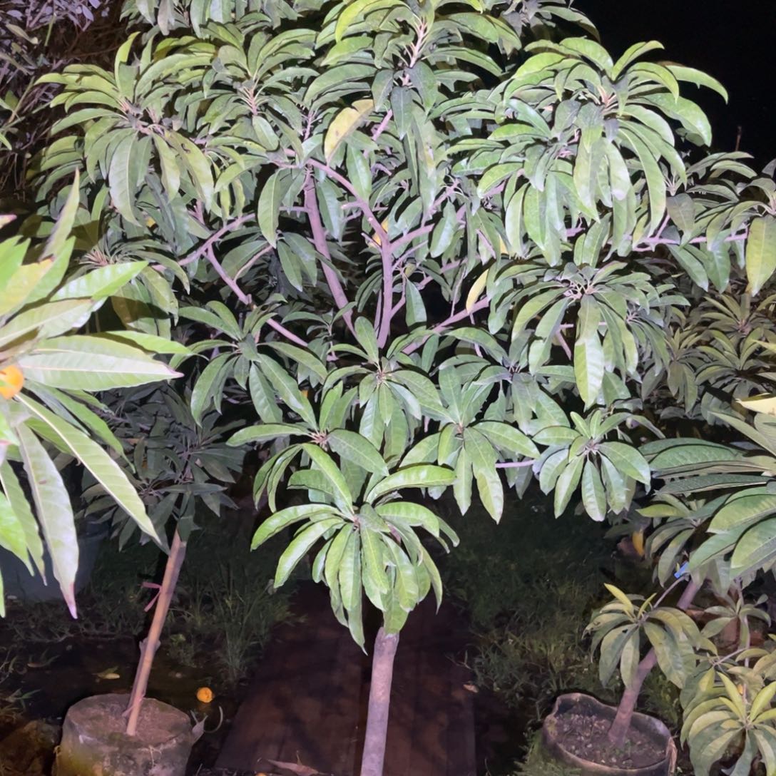 无花朵222我也喜欢这个颜色啊好喜欢啊我也喜欢这样