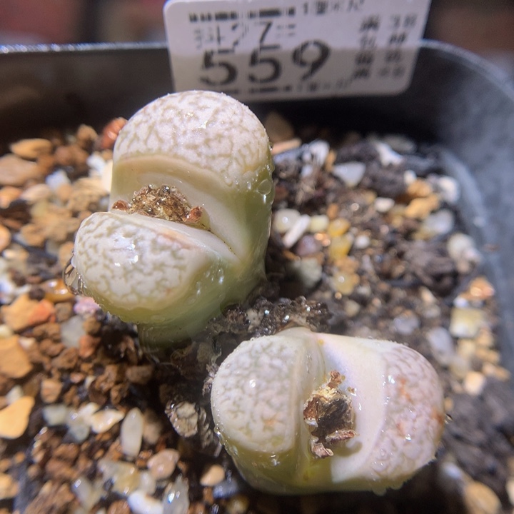 精品生石花27.559