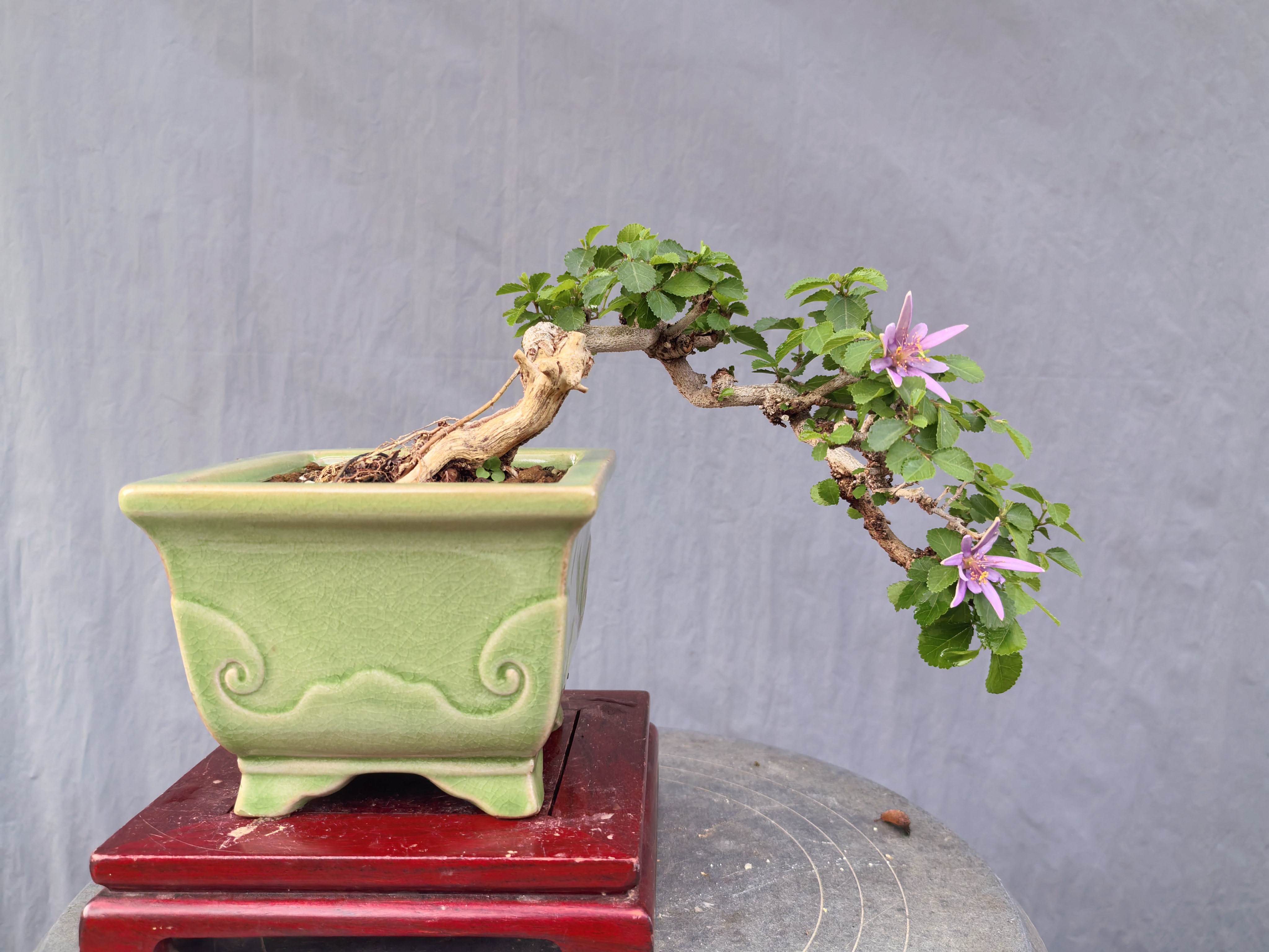 悬崖桩水莲木盆景 开花盆景 小品盆景 悬崖盆景