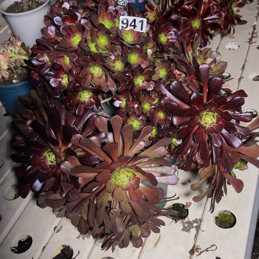 法师法师7-15包邮法师