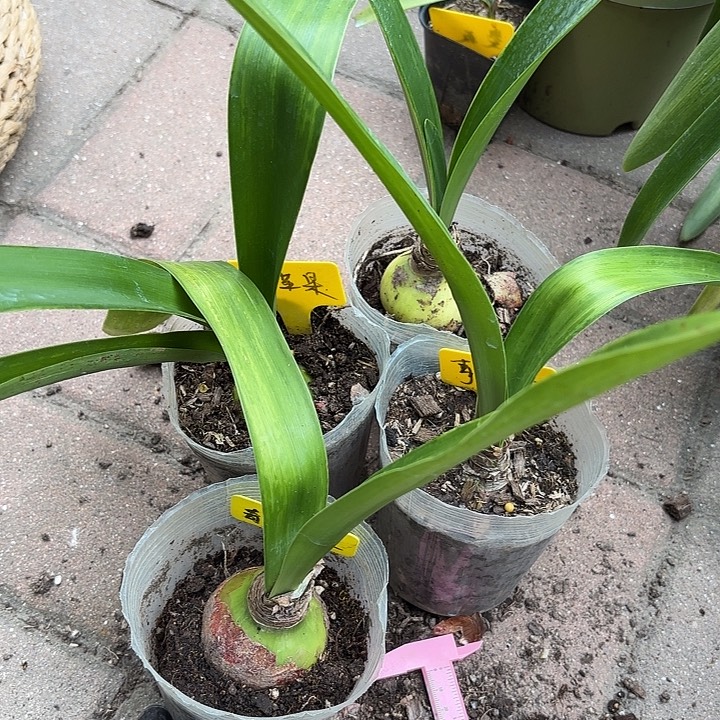 自***暖无花朵朱顶红青苹果4棵5+