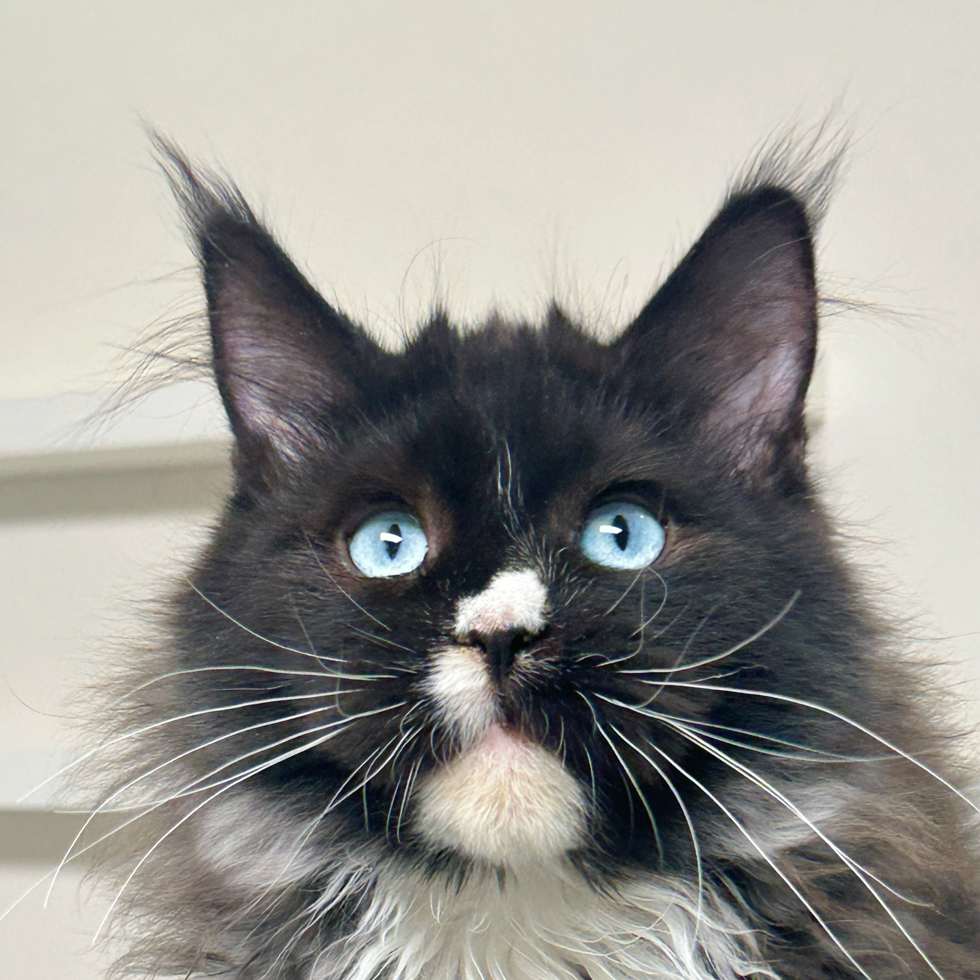 来了姊妹-烟白蓝眼缅因猫-弟弟-A06