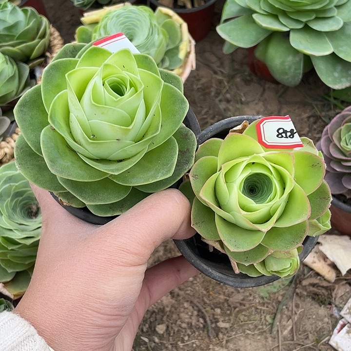 山地玫瑰单头 857 858