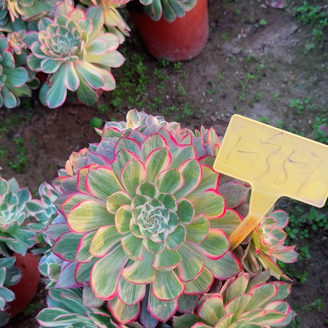 1-357---多头多肉植物