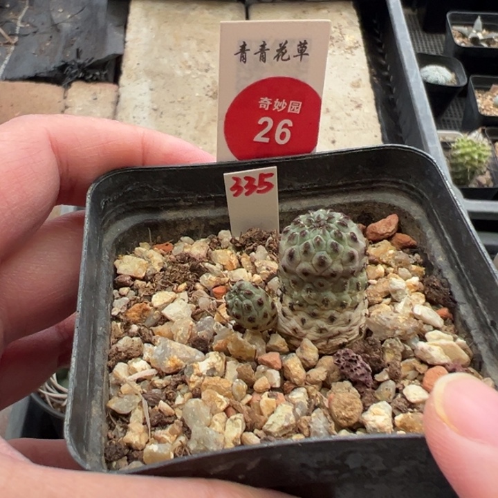 双头绿丽杂交一棵