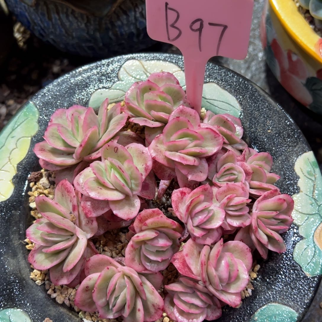 多肉植物一物一拍b97