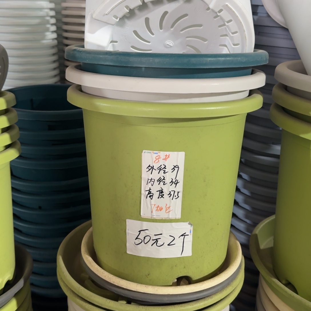 四季8#口径39无拖果绿3个