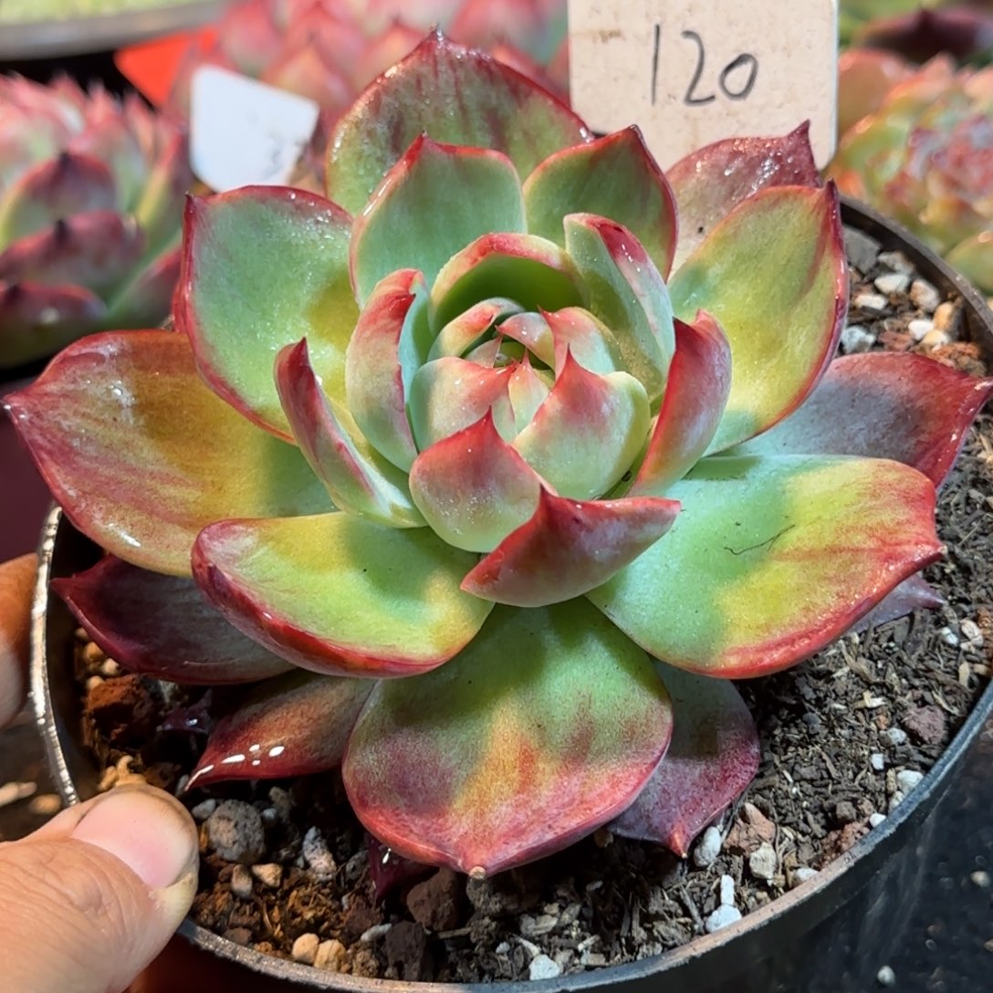 惊鸿一物一拍包装收缩花旱120