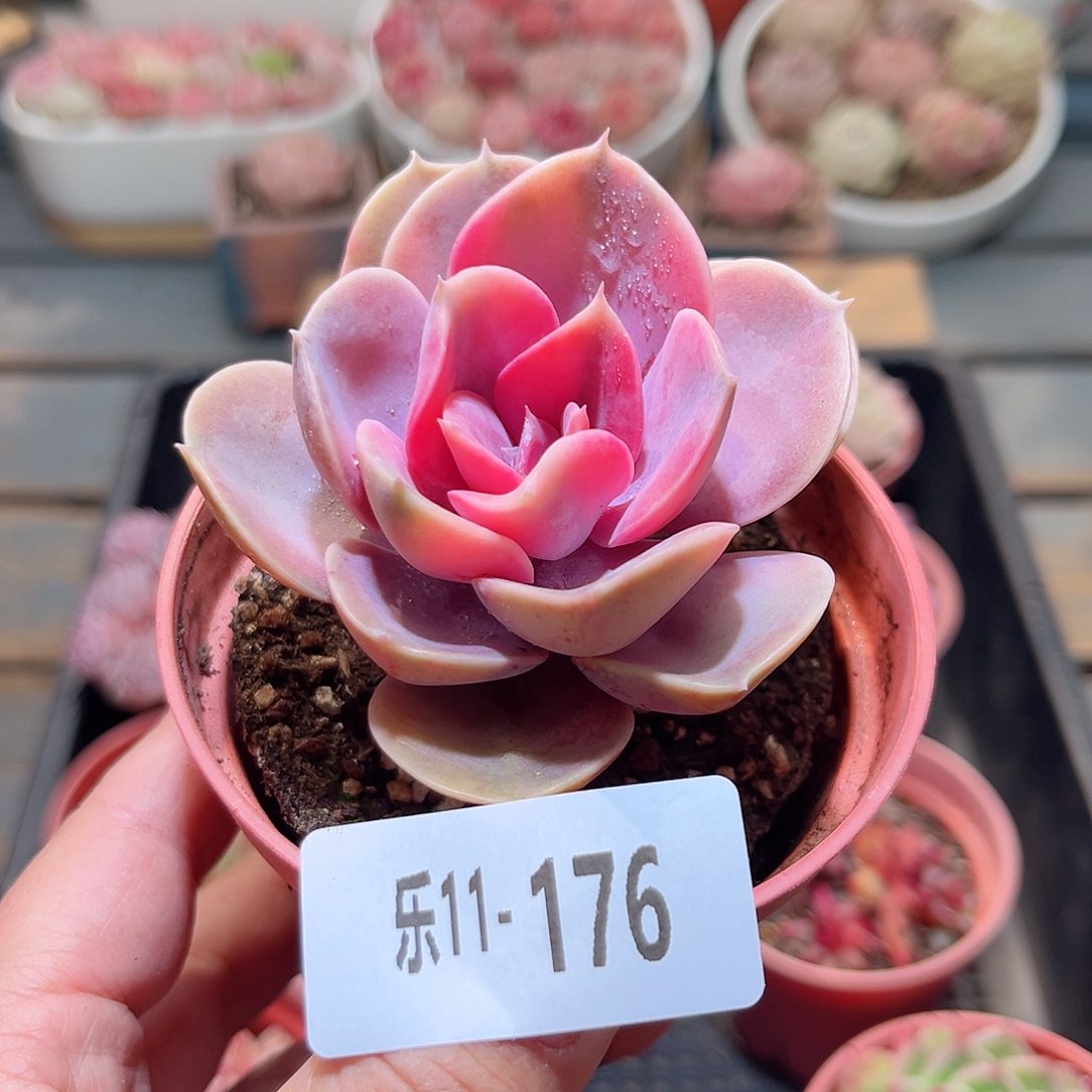 乐11-176 彩虹单头 