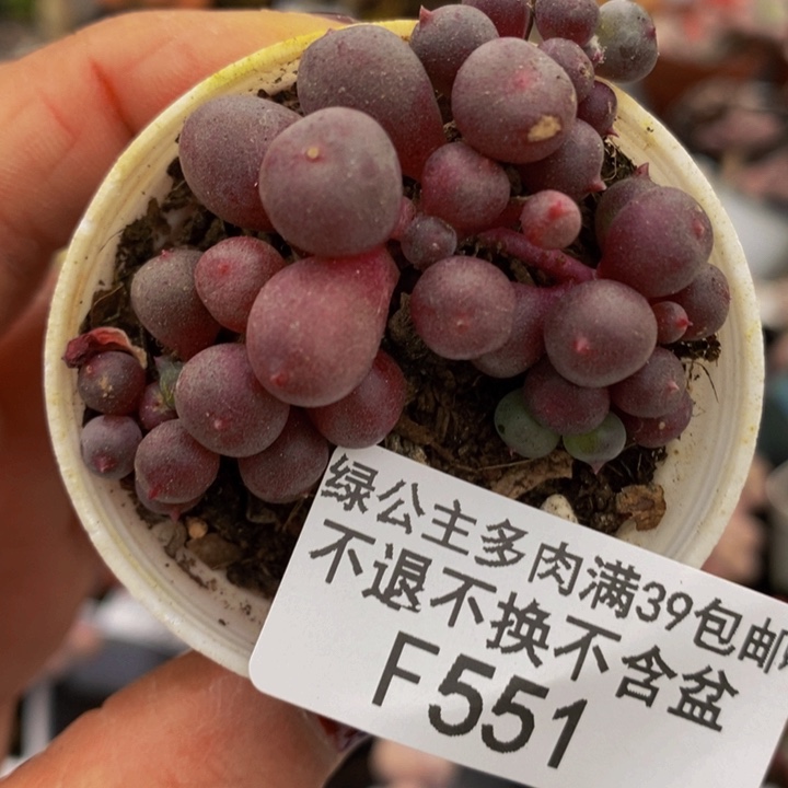 紫泡泡5cm551多肉植物