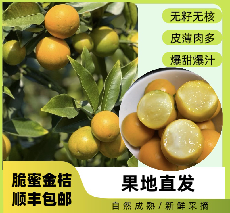 【顺丰快递】【微花皮】融安脆蜜金桔金柑纯甜金桔新鲜带皮吃孕妇水果