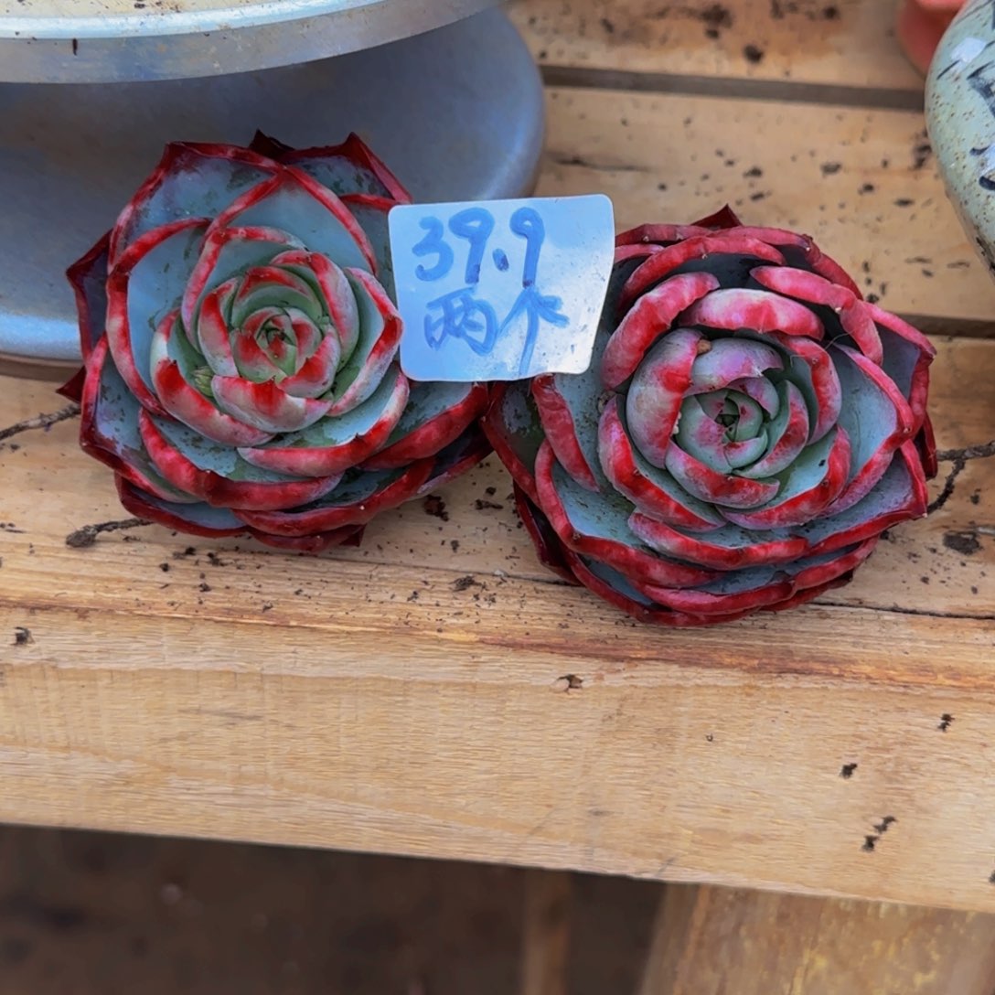 橘*?云南精品多肉117