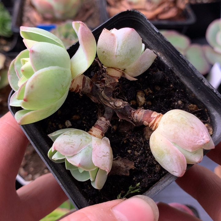 一物一拍星辰福利739