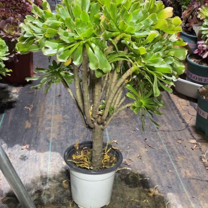 22原始绿法师缀化多肉植物多肉