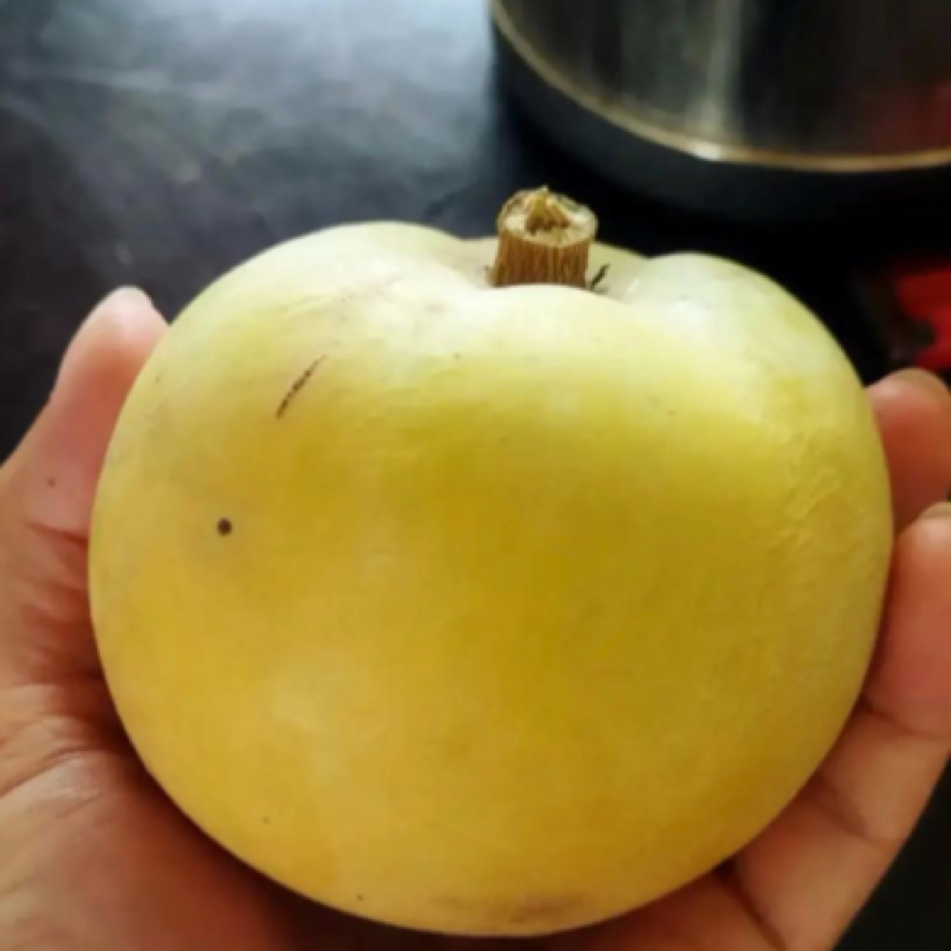 白柿冰淇淋果状元红 一年四季开花结果 大果品种