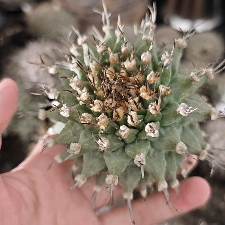 一物一拍，欧输产地娇丽