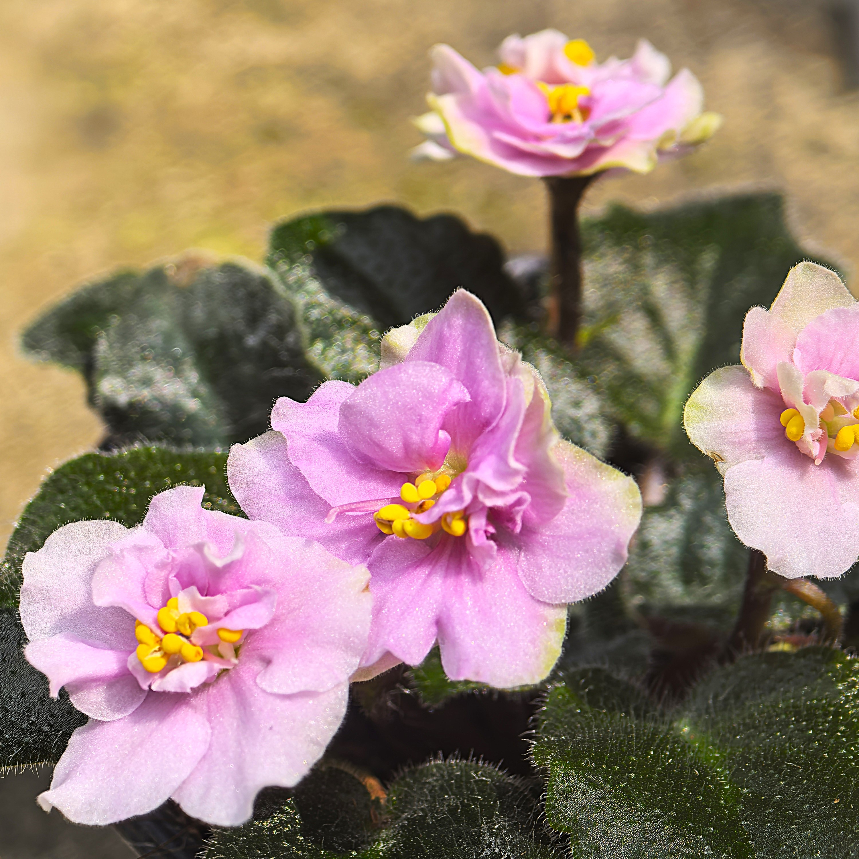 鹅莓 迷你款75盆 非洲堇 紫罗兰  四季开花 多年生常 室内开花