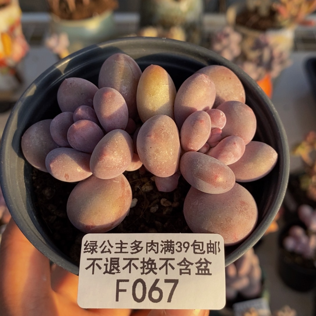 067蛋黄奶多肉7c m