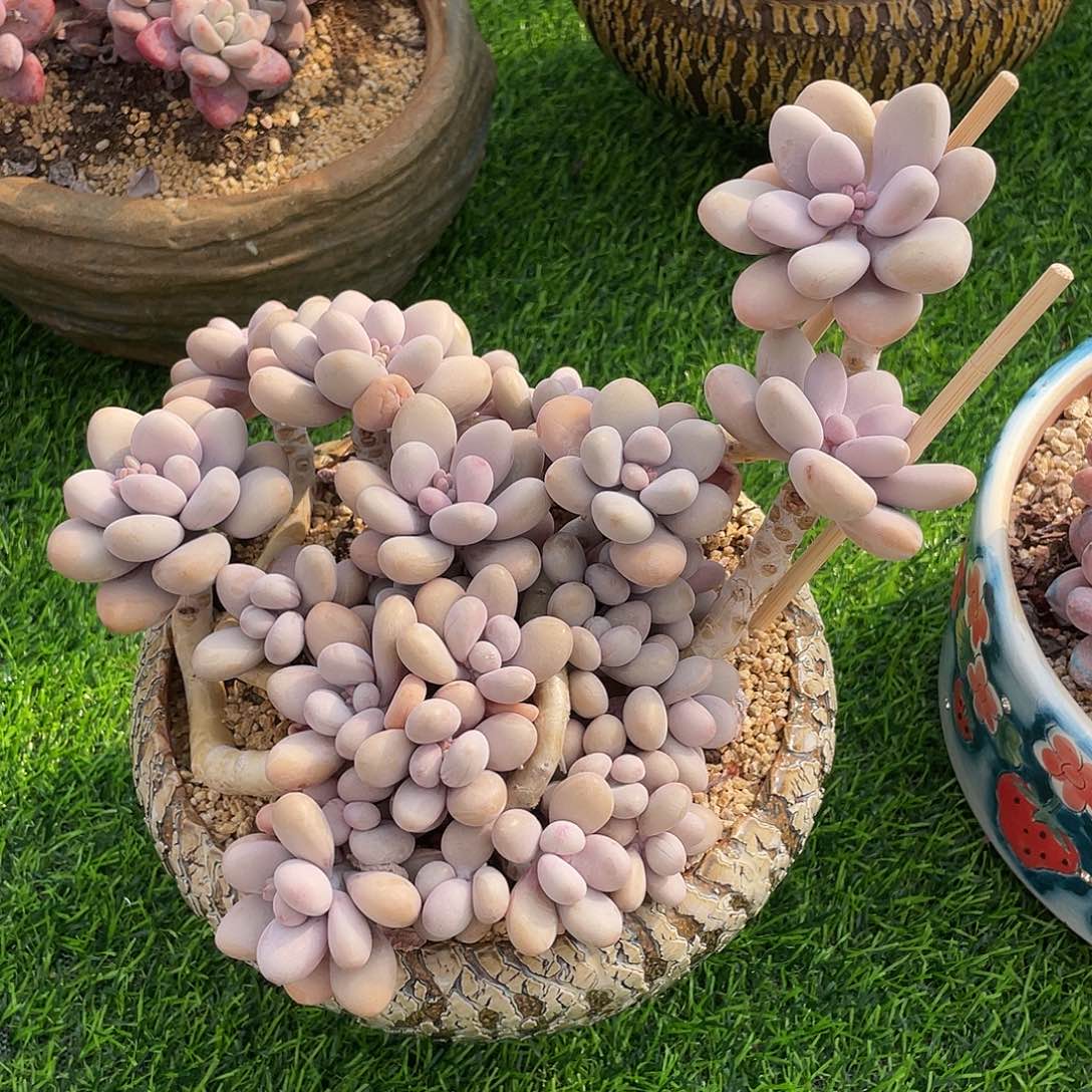 桃蛋群生多肉植物一物一拍