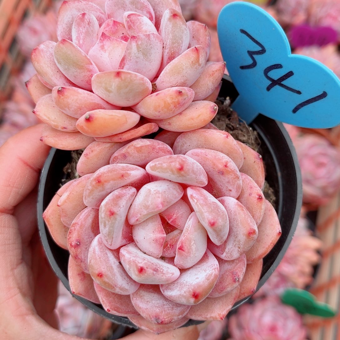 341号小老桩橙梦露双头