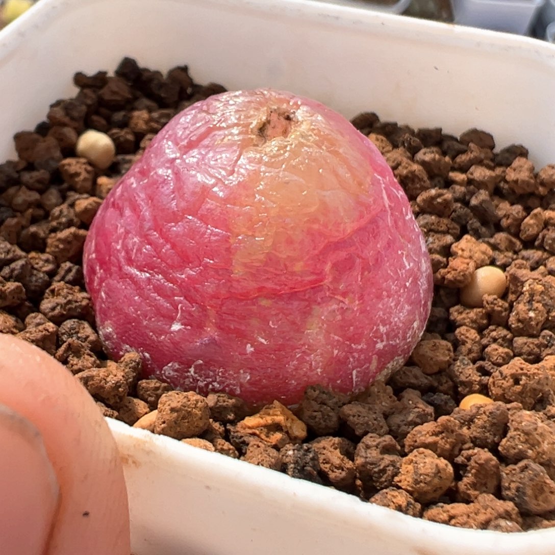 小****贝75多肉植物百科知识