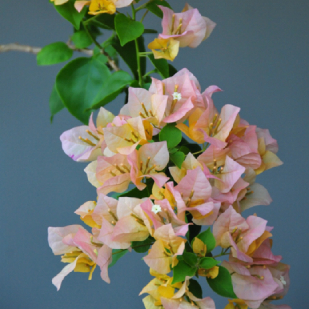 森朴【金色光辉】原生扦插袋苗（包对版不包售后）