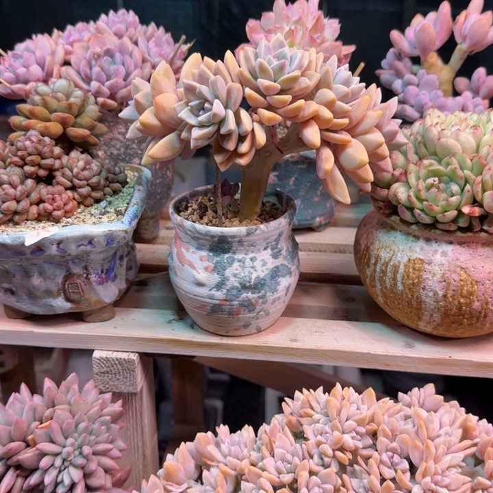 淡雪缀多肉植物dyxixi