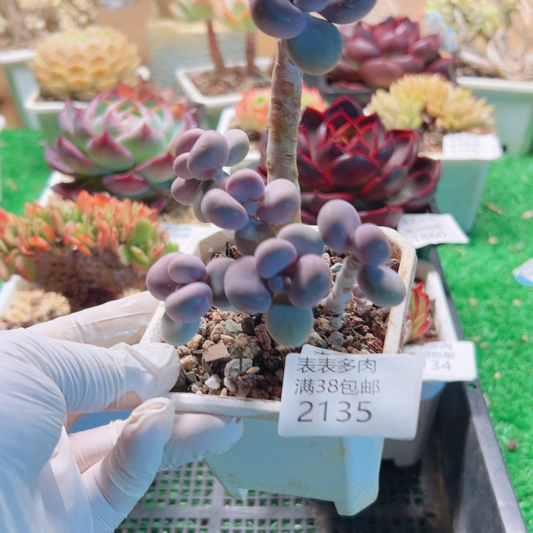 多肉一物一拍植物2135