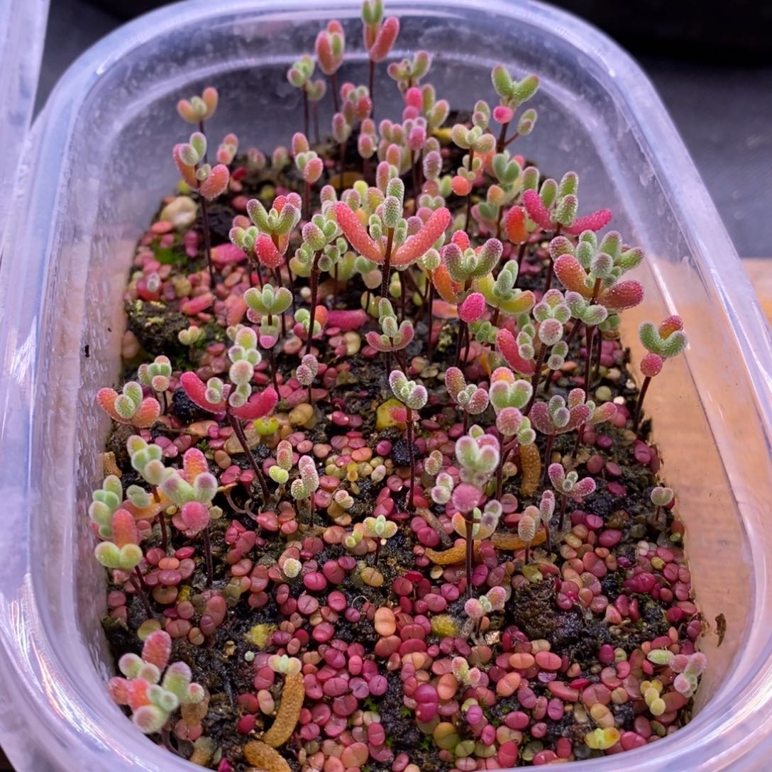 401混合切糕。       
