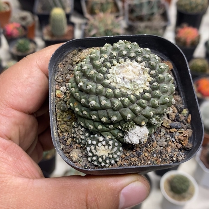墨碟群特价福利特价