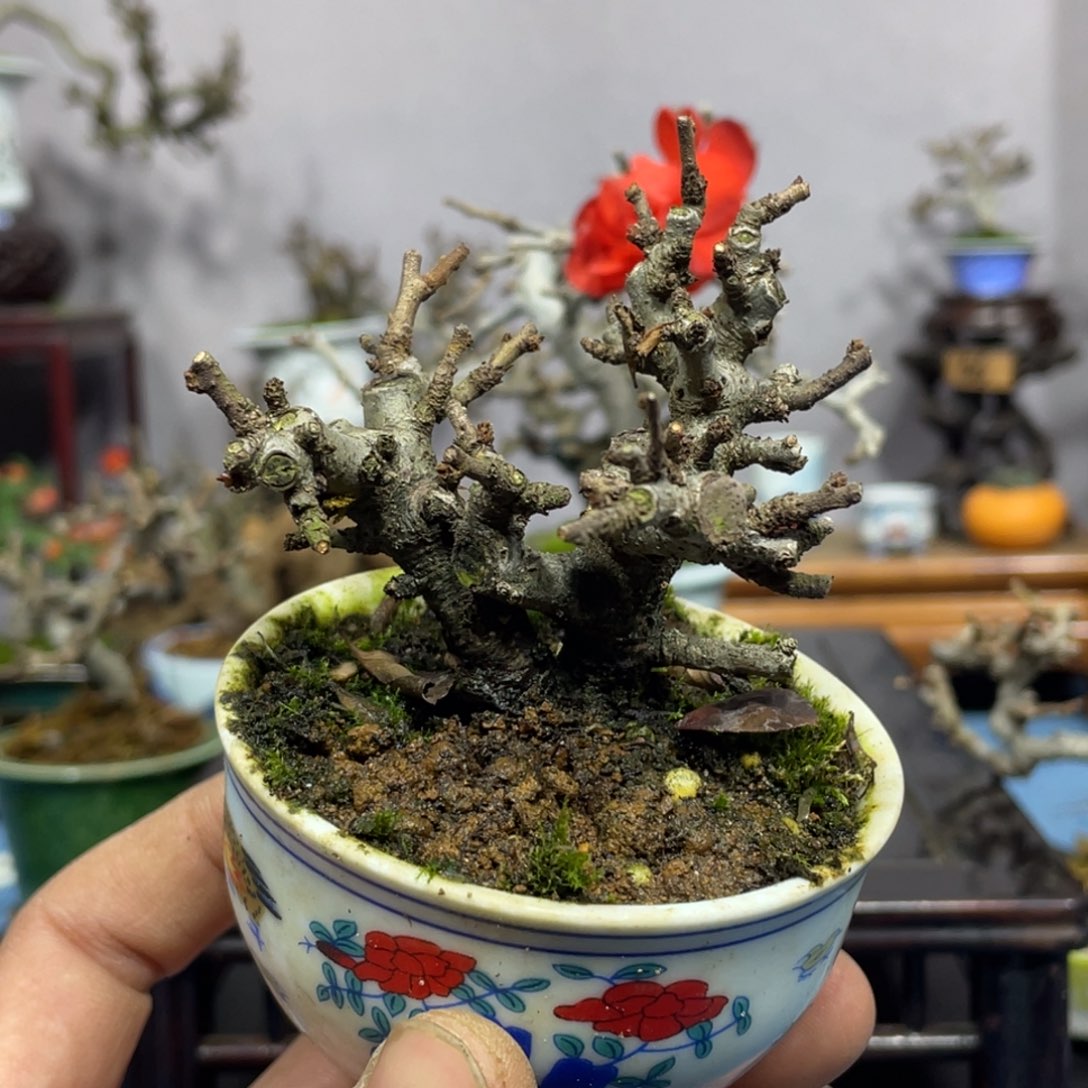 哦***耶完全开放国产长寿梅