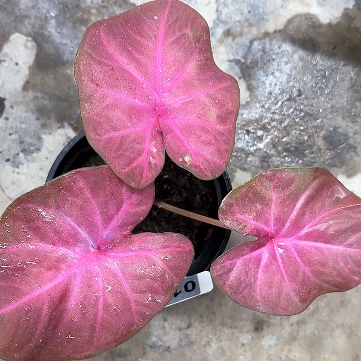 12-0210热浪彩叶芋广东现货