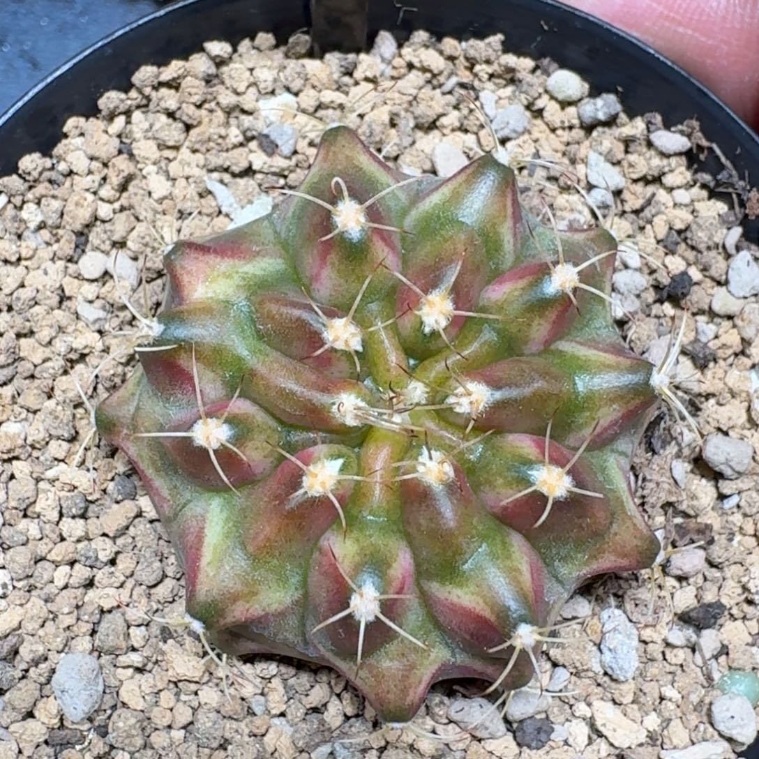 米哈实生自然锦泰国轮回 变异 30