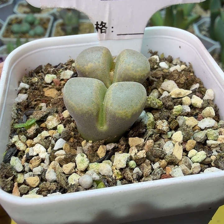 215。满38包邮肉锥