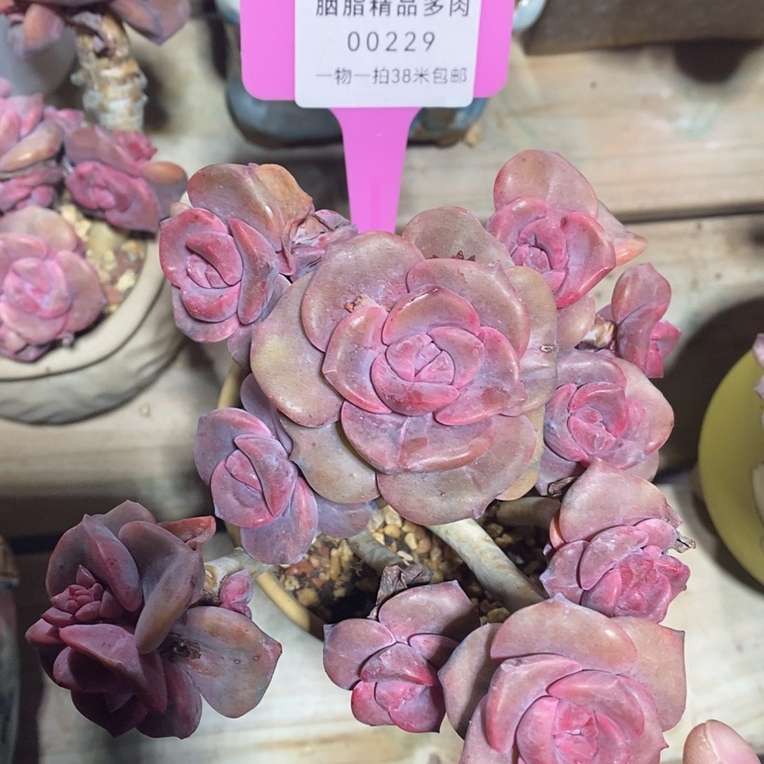 00229具体咯哦小雨咯哦