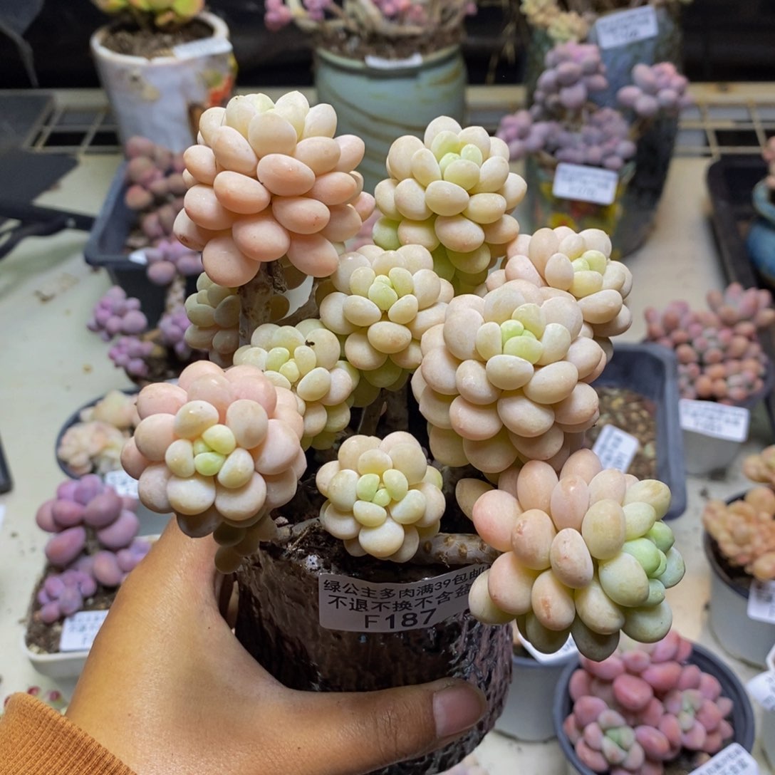 187洛可可多肉10cm